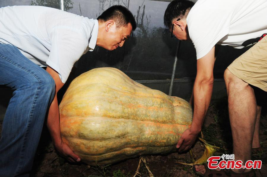 Abóboras gigantes em exibi??o em Anhui