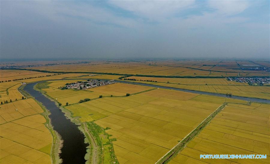 Paisagem de arrozais em Hebei