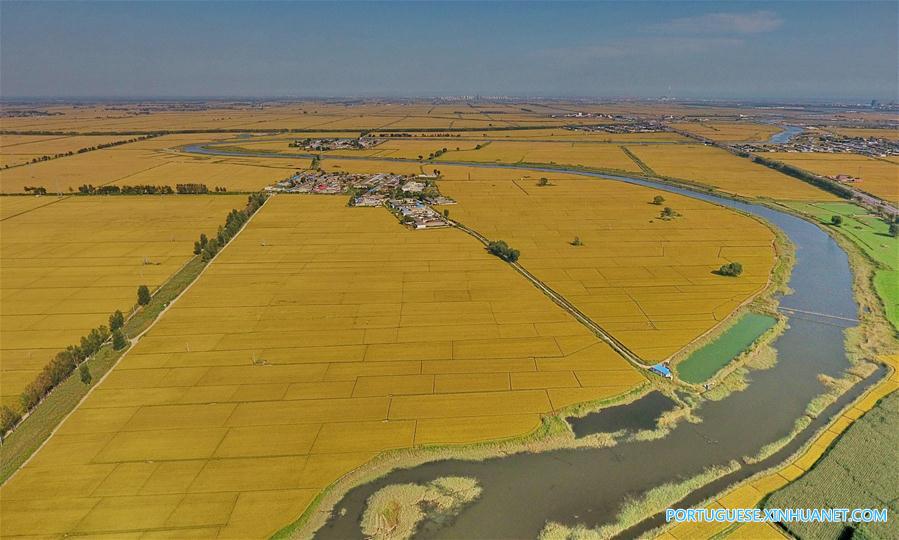 Paisagem de arrozais em Hebei