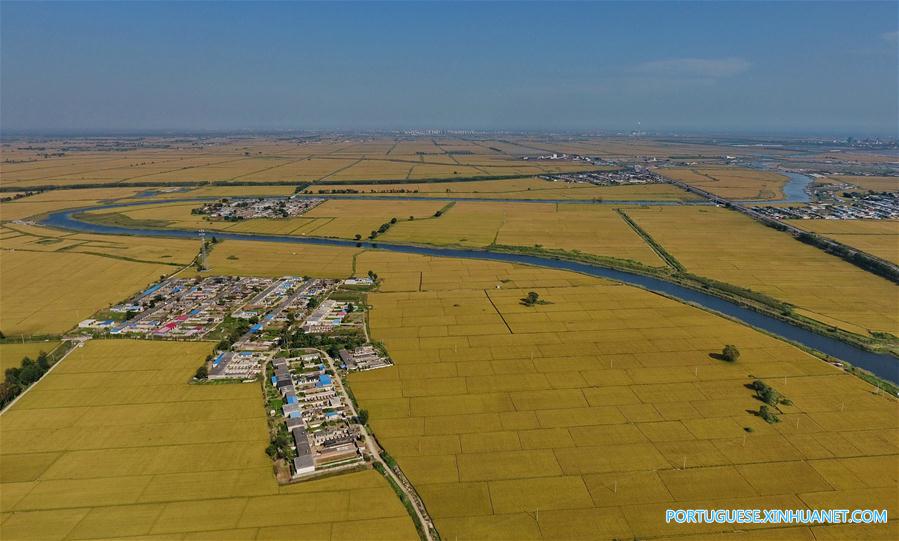 Paisagem de arrozais em Hebei