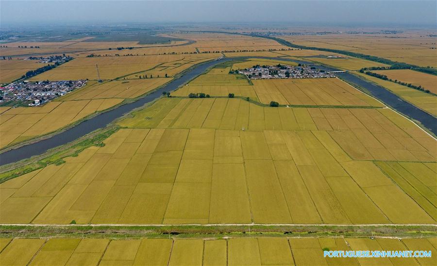 Paisagem de arrozais em Hebei