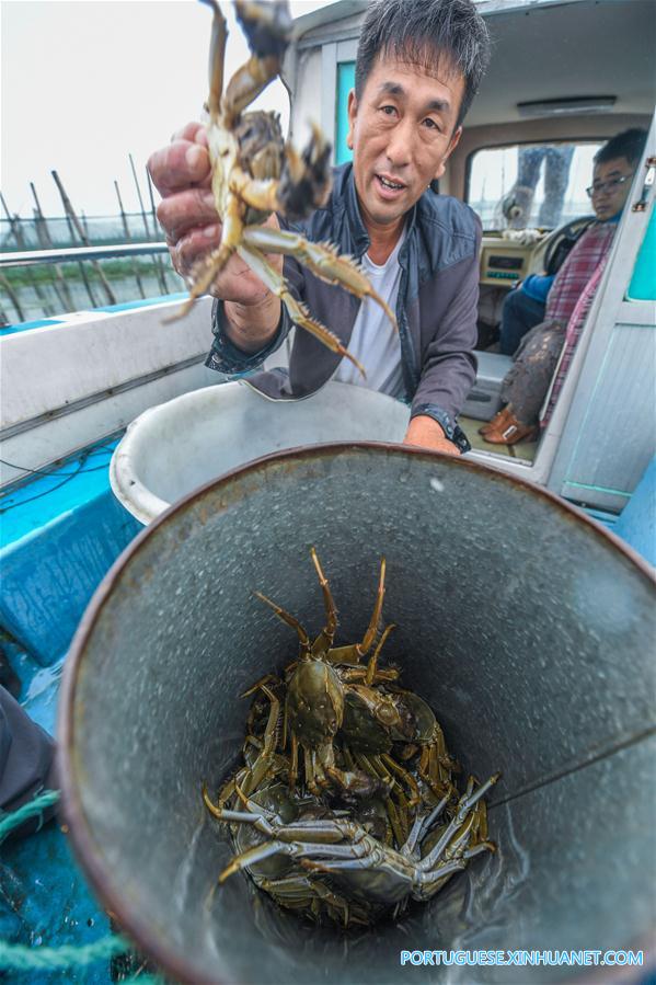 Criadores iniciam época de coleta de caranguejos Taihu no leste da China