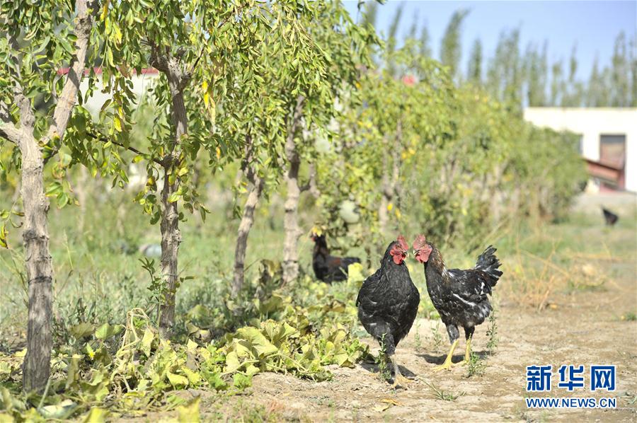 Desertifica??o na Bacia de Tarim controlada com sucesso