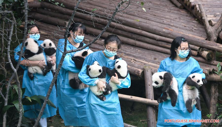 Filhotes de panda-gigante s?o apresentados ao público em Sichuan
