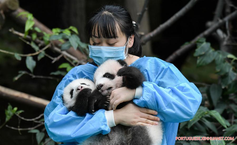 Filhotes de panda-gigante s?o apresentados ao público em Sichuan
