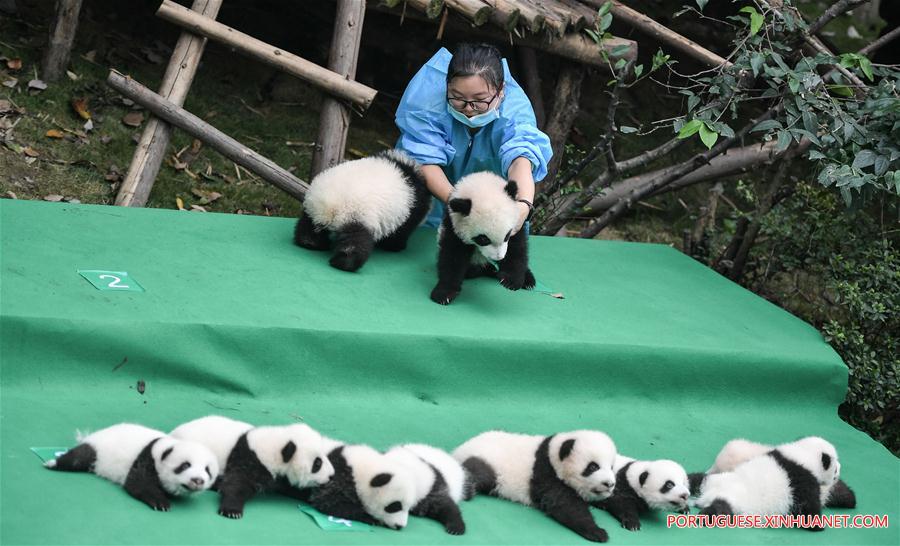 Filhotes de panda-gigante s?o apresentados ao público em Sichuan