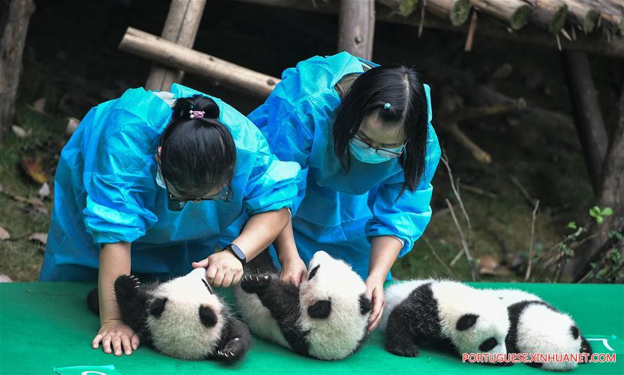 Filhotes de panda-gigante s?o apresentados ao público em Sichuan