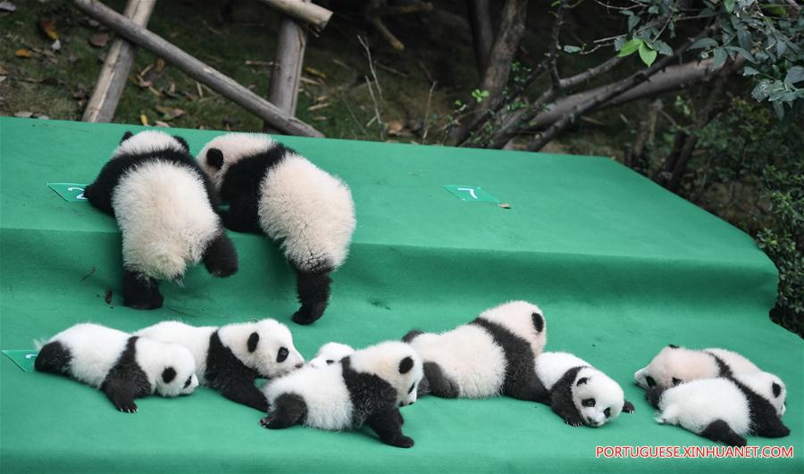 Filhotes de panda-gigante s?o apresentados ao público em Sichuan