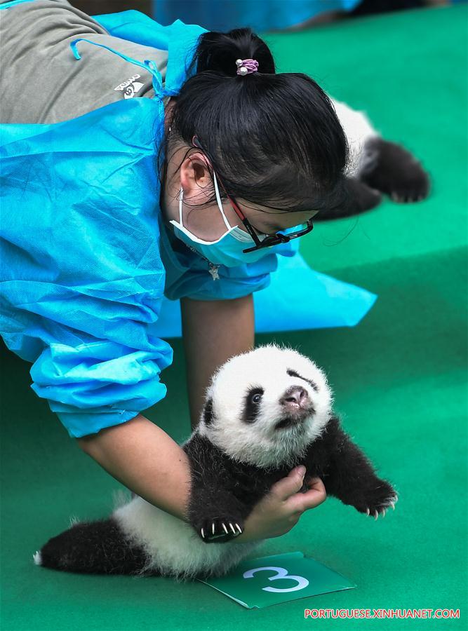 Filhotes de panda-gigante s?o apresentados ao público em Sichuan