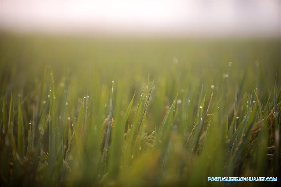Orvalho Frio: 17o termo solar no calendário lunar chinês