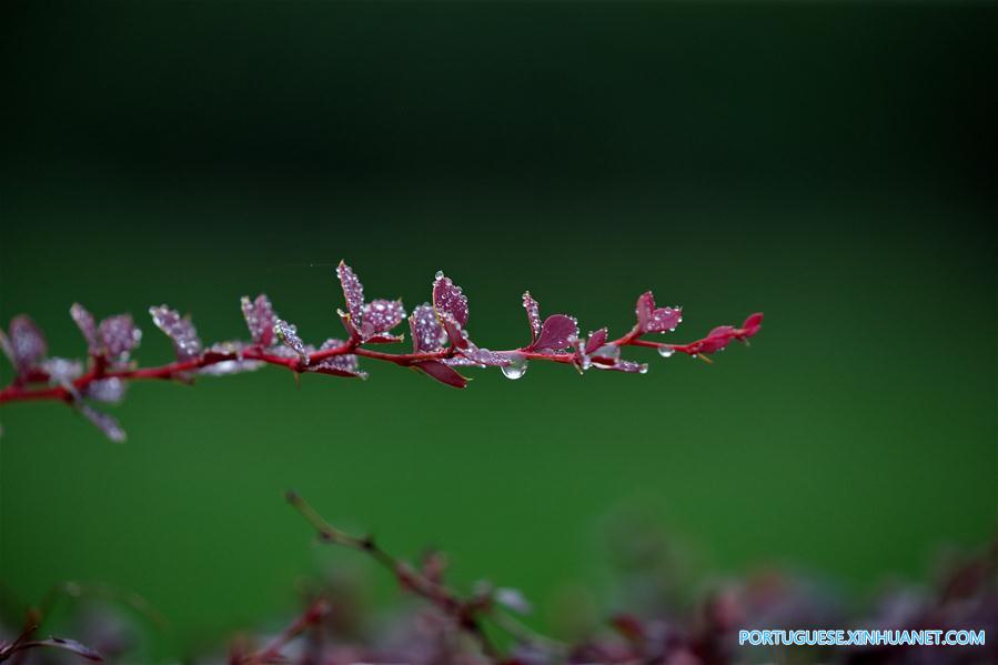 Orvalho Frio: 17o termo solar no calendário lunar chinês