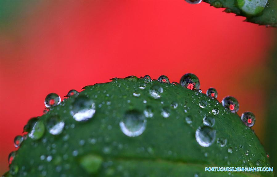 Orvalho Frio: 17o termo solar no calendário lunar chinês