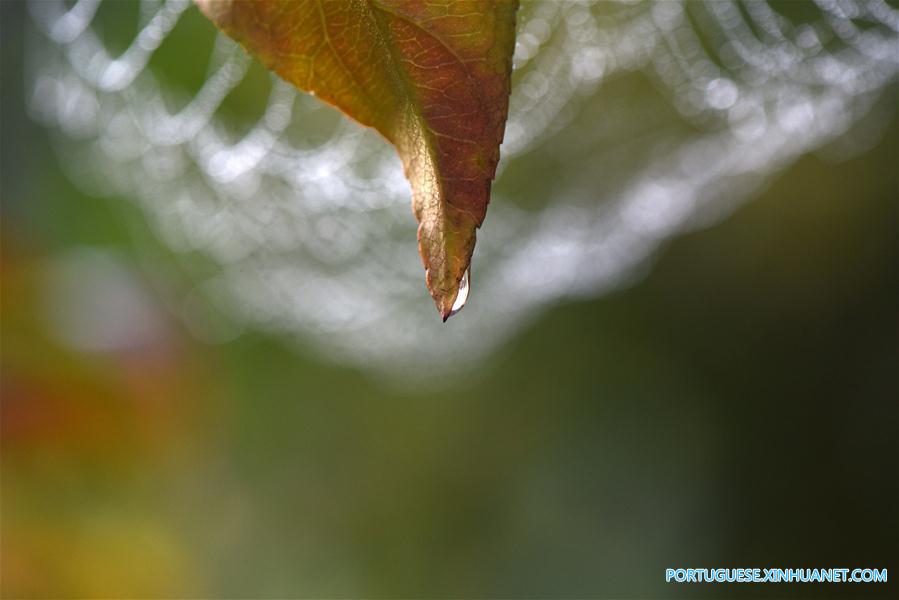 Orvalho Frio: 17o termo solar no calendário lunar chinês