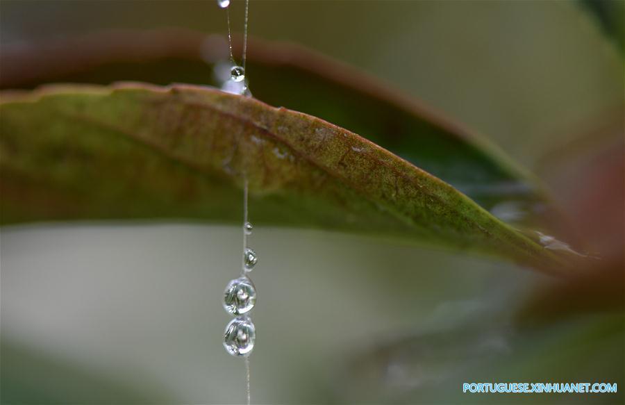 Orvalho Frio: 17o termo solar no calendário lunar chinês