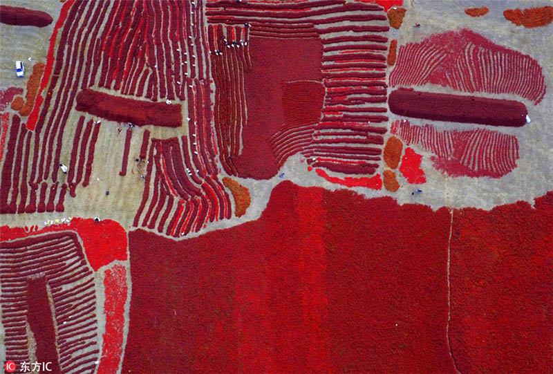 Galeria: Esta??o da colheita na China