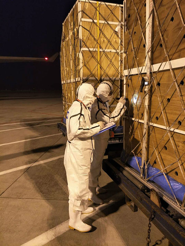 Voo fretado leva 66 girafas da áfrica à China