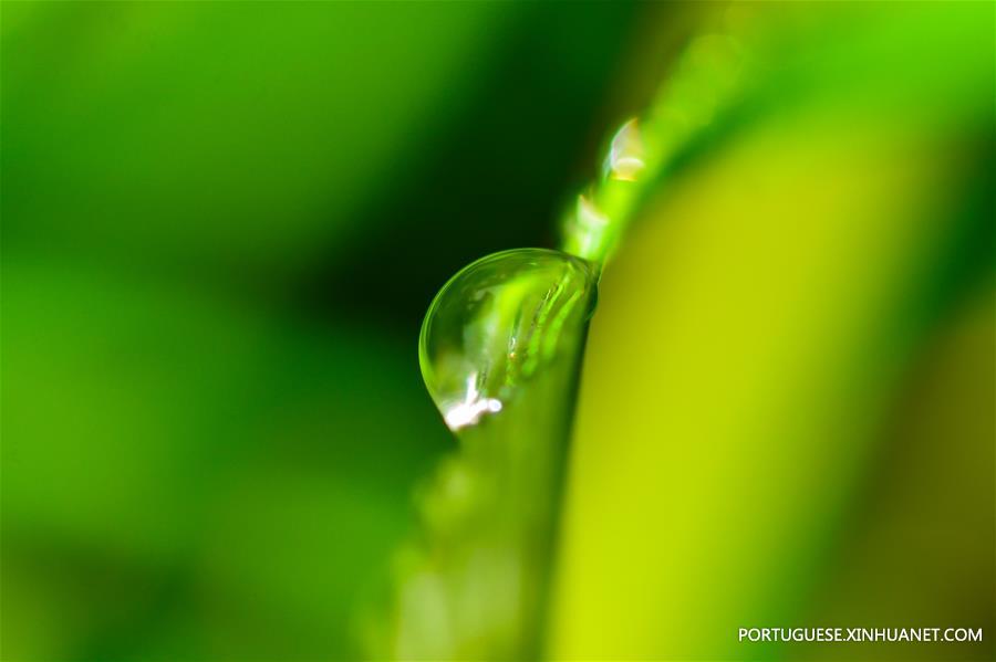 Gotas de orvalho em parque em Ningbo, leste da China