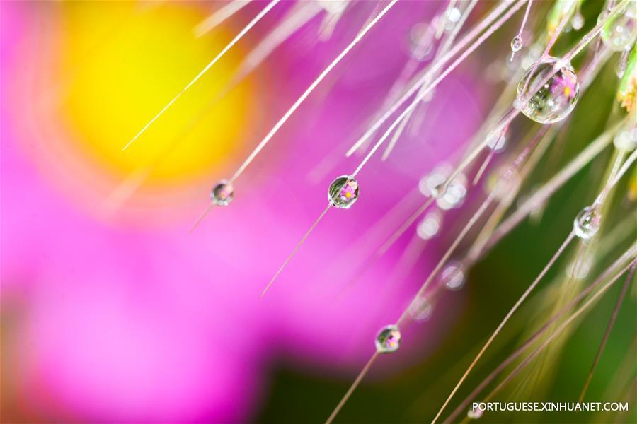 Gotas de orvalho em parque em Ningbo, leste da China