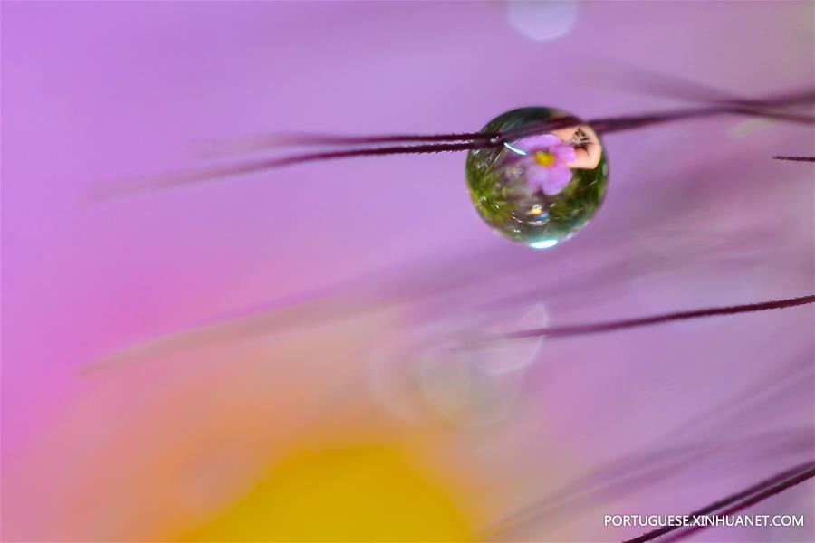 Gotas de orvalho em parque em Ningbo, leste da China