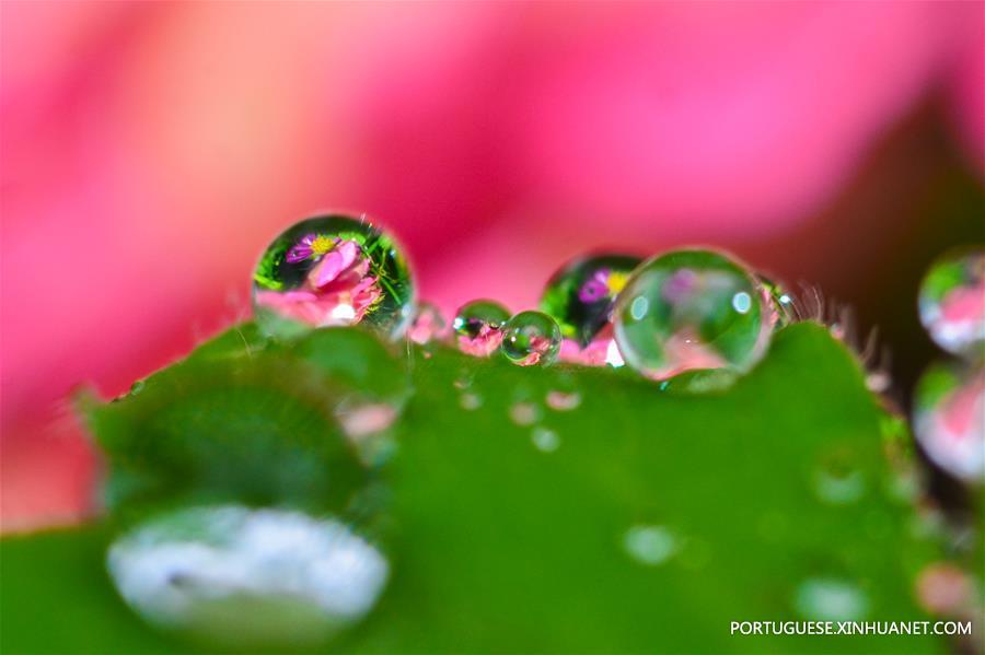 Gotas de orvalho em parque em Ningbo, leste da China