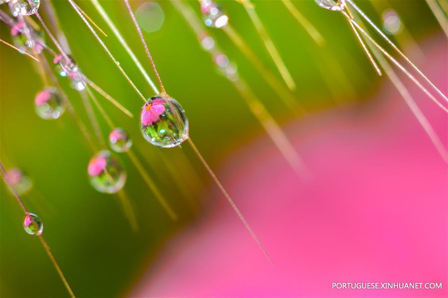 Gotas de orvalho em parque em Ningbo, leste da China