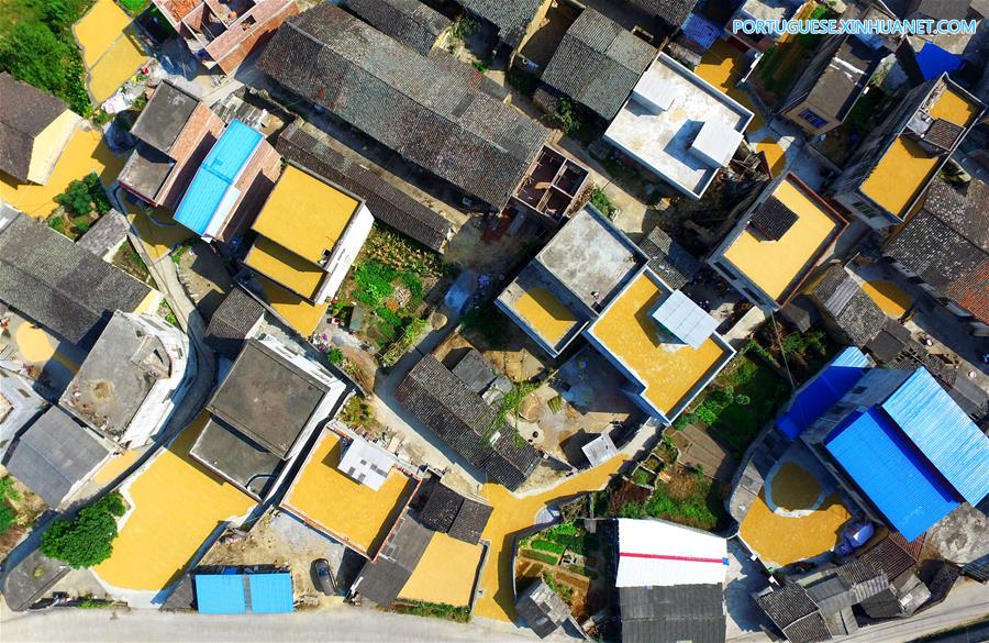 Colheita de arroz tardio em Liuzhou