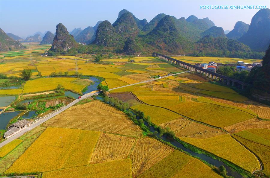 Colheita de arroz tardio em Liuzhou