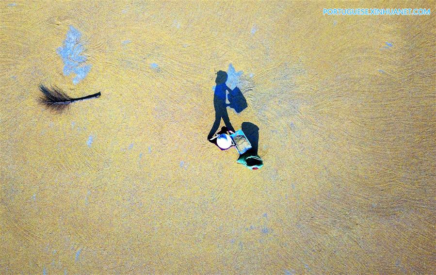 Colheita de arroz tardio em Liuzhou