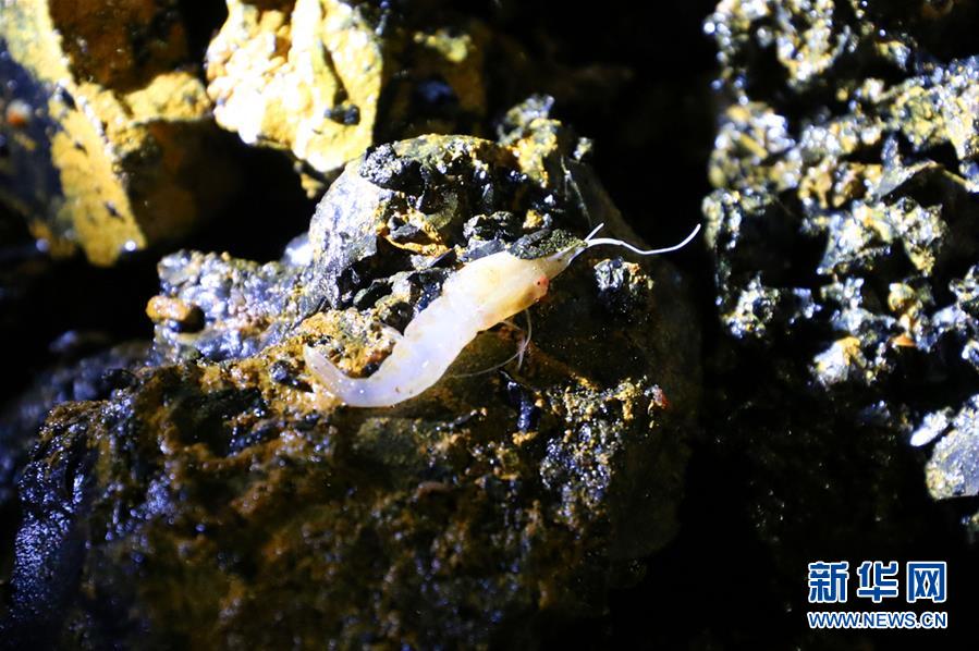 Galeria: Navio de pesquisa da China encontra seres vivos nas profundezas do Atlantico Sul