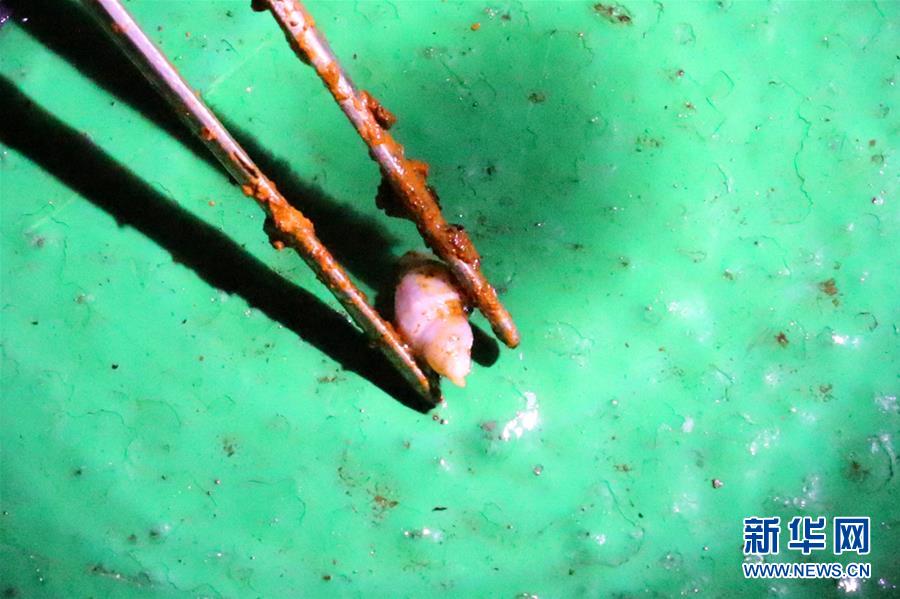 Galeria: Navio de pesquisa da China encontra seres vivos nas profundezas do Atlantico Sul