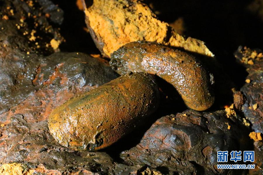 Galeria: Navio de pesquisa da China encontra seres vivos nas profundezas do Atlantico Sul