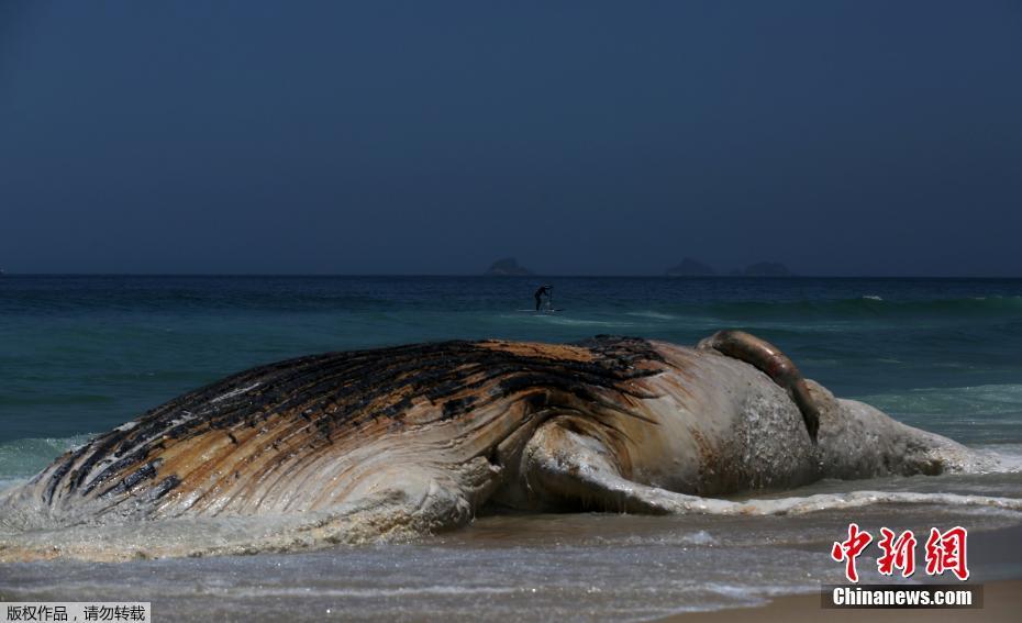 Baleia encontrada na Praia de Ipanema no Rio de Janeiro