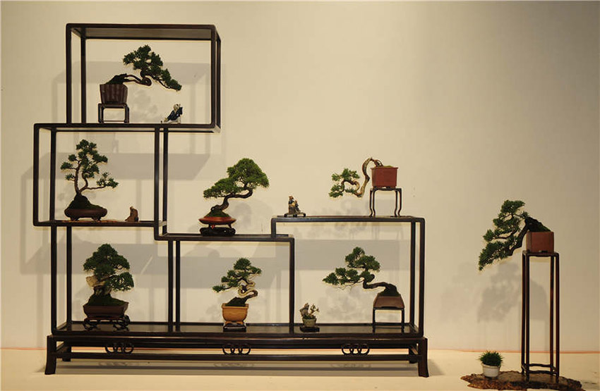 Bonsai ao estilo de Zhejiang exibidos em Hangzhou