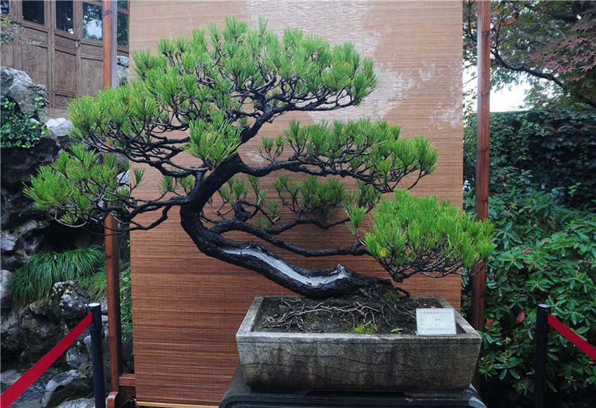 Bonsai ao estilo de Zhejiang exibidos em Hangzhou