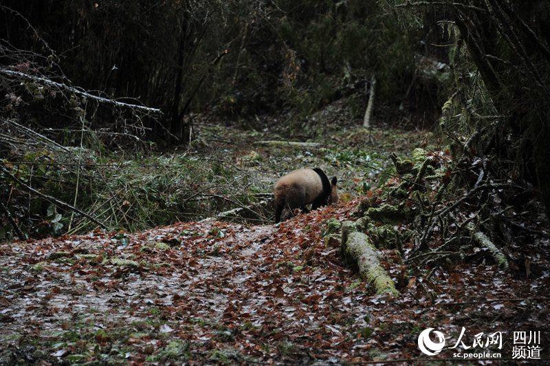 Dois pandas gigantes s?o soltos na vida selvagem na China
