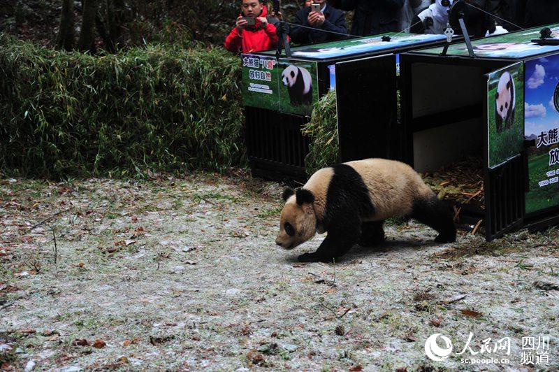 Dois pandas gigantes s?o soltos na vida selvagem na China