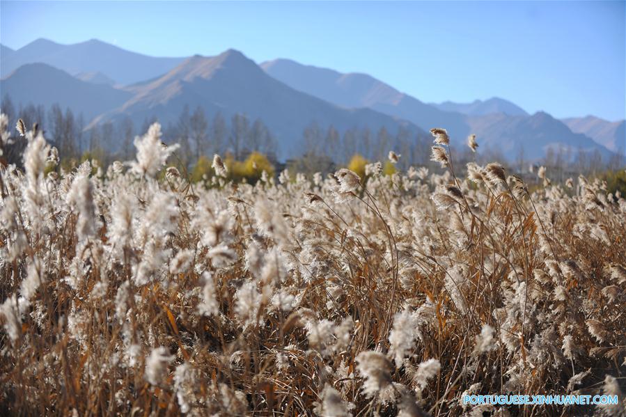 Em imagens: Pantano Lalu em Lhasa