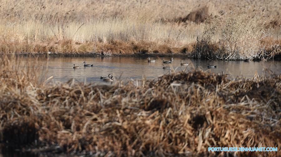 Em imagens: Pantano Lalu em Lhasa