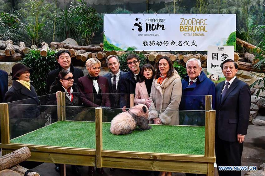Primeiro filhote de panda nascido na Fran?a recebe nome e bên??o