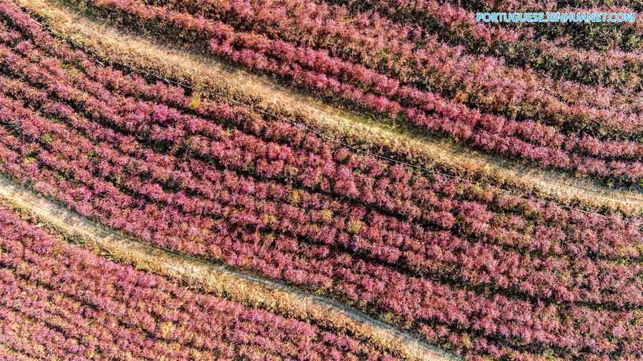 Paisagem de folhas vermelhas de mirtilos em Anhui