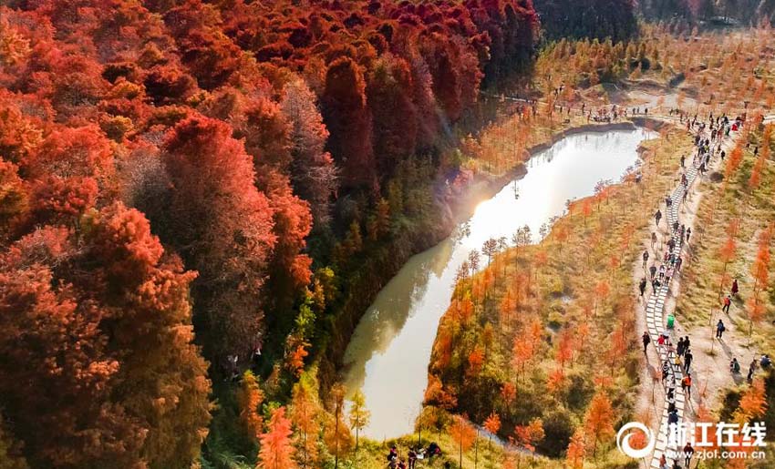 Galeria: Floresta de sequóias no leste da China