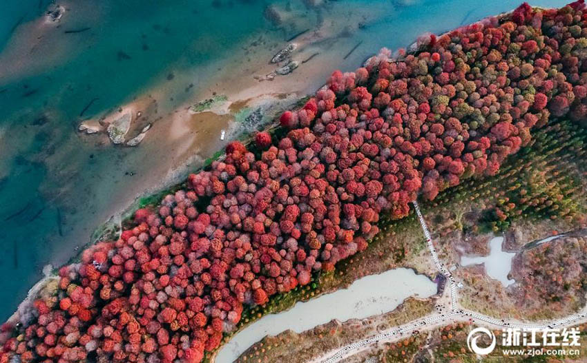 Galeria: Floresta de sequóias no leste da China