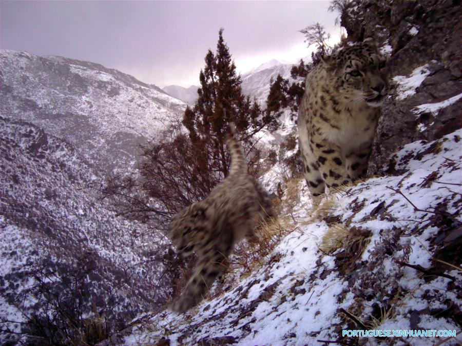 Leopardos da neve s?o vistos pela primeira vez no leste do Tibete