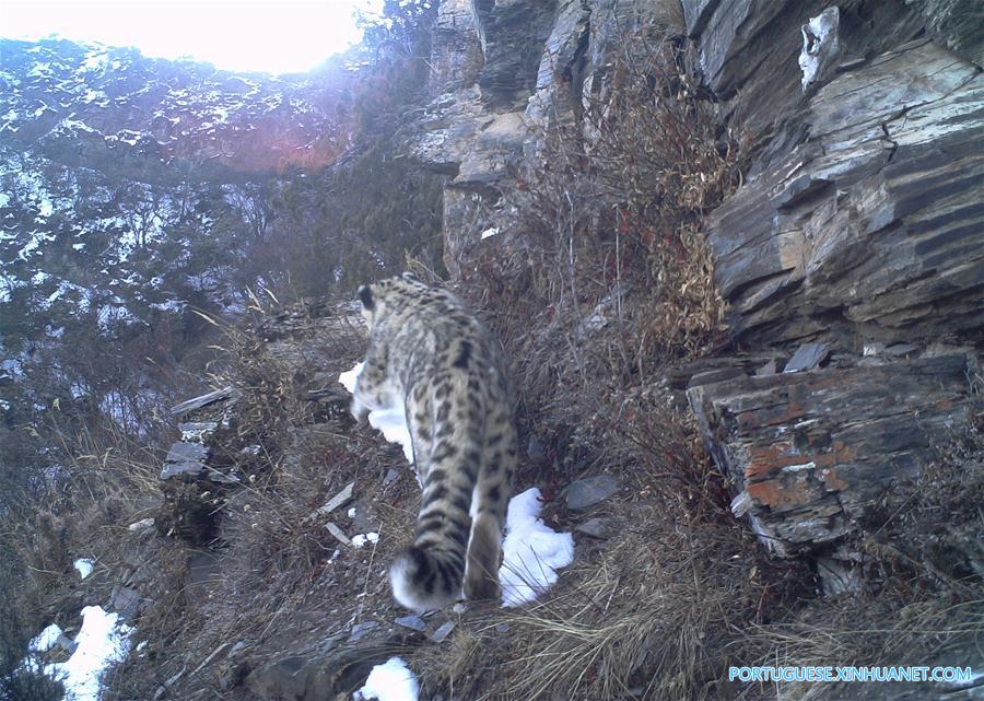 Leopardos da neve s?o vistos pela primeira vez no leste do Tibete