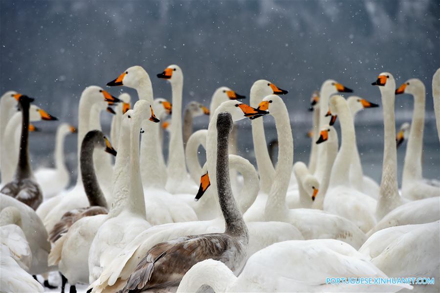 Cisnes no Pantano do Rio Amarelo