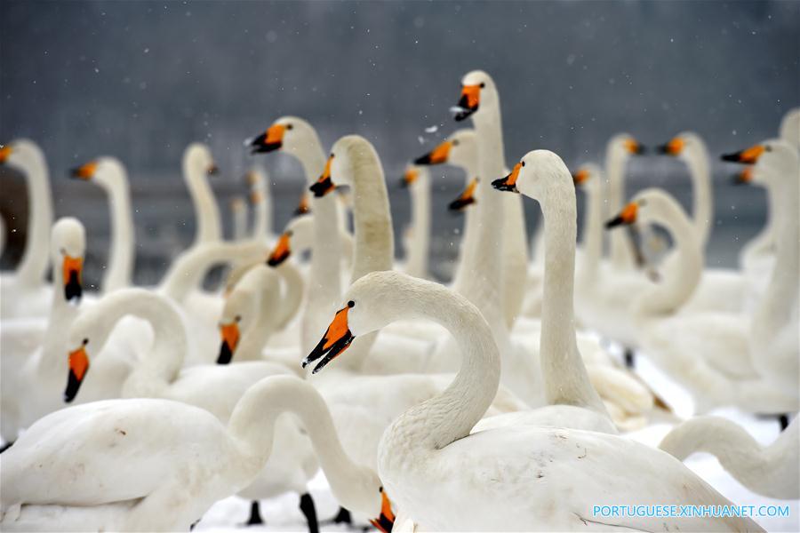 Cisnes no Pantano do Rio Amarelo