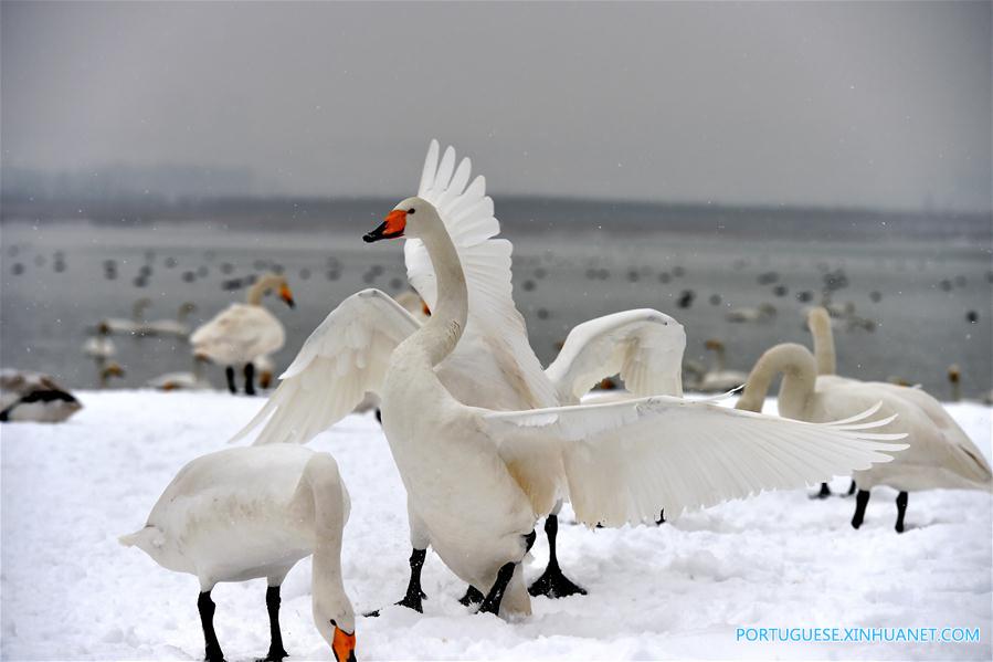 Cisnes no Pantano do Rio Amarelo