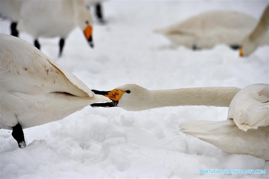 Cisnes no Pantano do Rio Amarelo