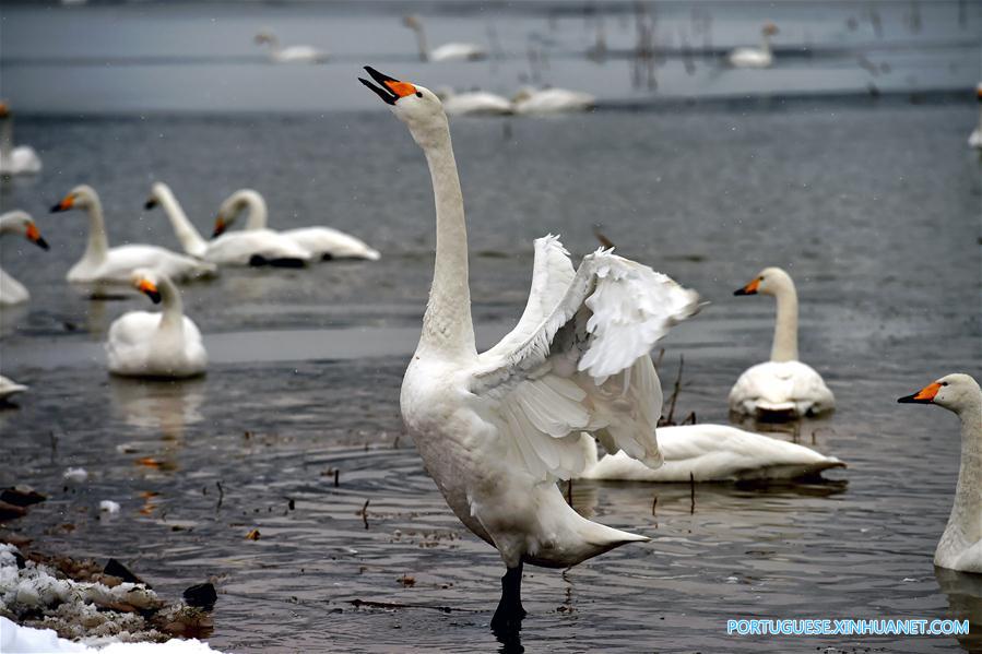Cisnes no Pantano do Rio Amarelo