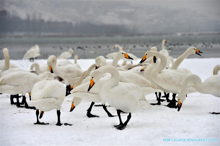 Cisnes no Pantano do Rio Amarelo